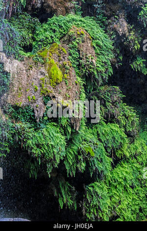 Tropical forest on the hike to EL NICHO WATERFALL in the SIERRA DEL ESCAMBRAY mountains - CIENFUEGOS, CUBA Stock Photo