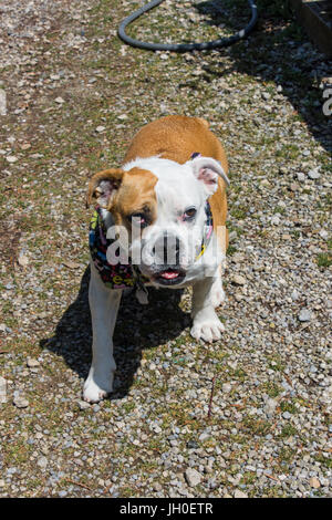 Gorgeous English and Victorian crossbreed bulldog. Very friendly and loyal. Stock Photo