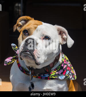 Gorgeous English and Victorian crossbreed bulldog. Very friendly and loyal. Stock Photo