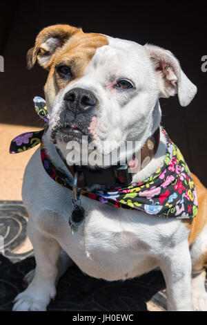 Gorgeous English and Victorian crossbreed bulldog. Very friendly and loyal. Stock Photo