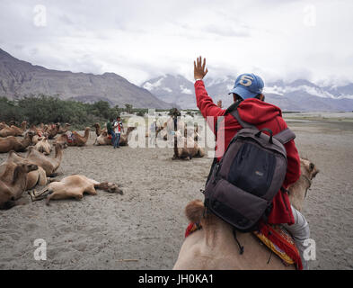 Leh, India - July 19, 2015. A tourist riding camel in Nubra valley, Ladakh, India. The valley was open for tourists till Hunder (the land of sand dune Stock Photo