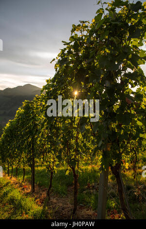 Weinberge in der bekannten südsteirischen Weinstraße, Steiermark, Leutschach, Österreich Stock Photo