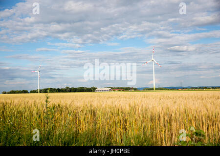 Weizenfeld und Windkraftwerk, Gänserndorf, Niederösterreich, Österreich Stock Photo