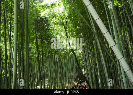 Giant bamboo, grove, forest Kyoto Stock Photo