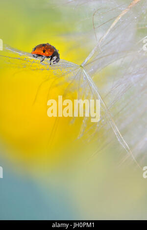 ladybug on dandelion and dew drops Stock Photo
