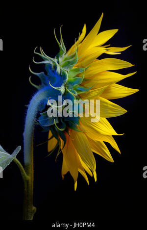 Common Sunflower Flower Head isolated on black background Stock Photo