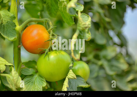 Macro unripe tomatoes in greenhouse Stock Photo