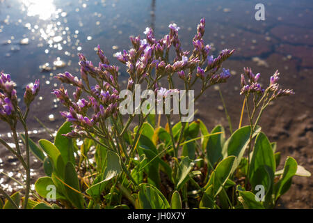 Brancaster,Sea lavender, Limonium vulgare Stock Photo