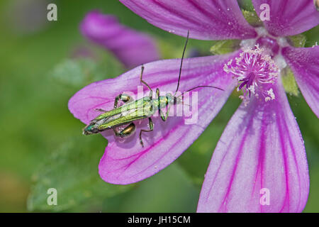 Male Swollen-thighed Flower Beetle on common mallow Stock Photo