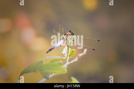 Macro picture of dragonfly on the leave. Dragonfly in the nature. Dragonfly in the nature habitat. Beautiful nature scene. Stock Photo
