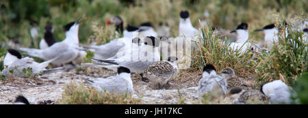 Sandwich Tern (Sterna sandvicensis), adults and juveniles in a nesting colony, Farne Islands, Northumbria, England, UK. Stock Photo