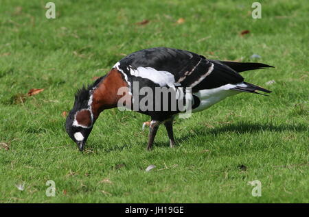 Eurasian Red-breasted Goose (Branta ruficollis) feeding in a meadow.