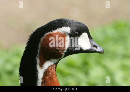 Eurasian Red-breasted Goose (Branta ruficollis), in profile closeup of the head.