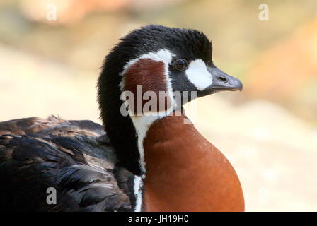 Eurasian Red-breasted Goose (Branta ruficollis), in profile closeup of the head. Eurasian Red-breasted Goose (Branta ruficollis), in profile closeup of the head.