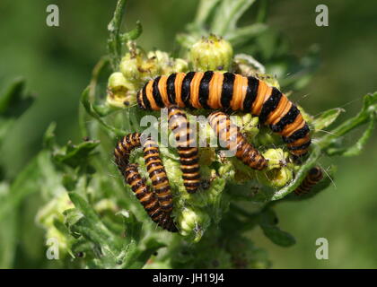 Lots of yellow and black caterpillars of the European Cinnabar Moth (Tyria jacobaeae) feeding on common ragwort. Stock Photo