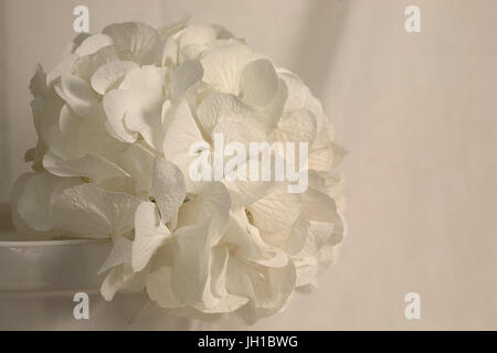 Close up study of a white mop head Hydrangea. Stock Photo
