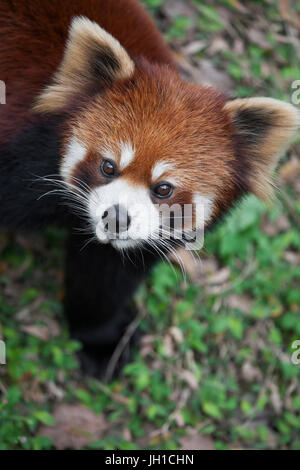 The red panda Ailurus fulgens, also known as Lesser Panda and Red Cat-Bear, is a small arboreal mammal native to the eastern Himalayas and south-weste Stock Photo