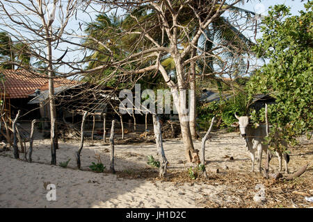 Animal, ox, cow, Atins, Maranhão, Brazil Stock Photo