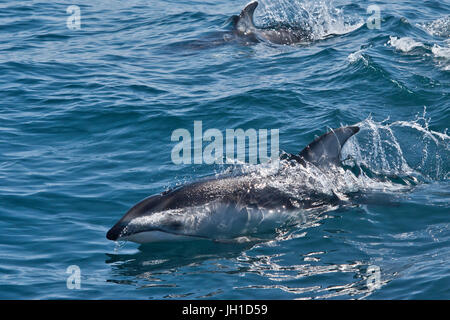 Pacific white-sided dolphins, Lagenorhynchus obliquidens, surfacing near Monterey Bay, California, Pacific Ocean Stock Photo