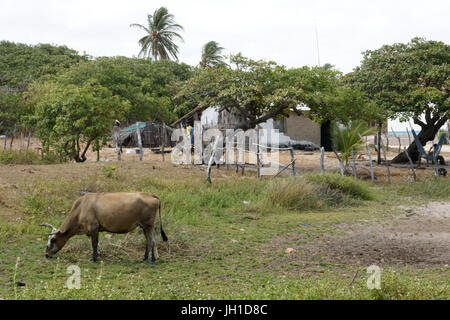 Animal, ox, cow, Atins, Maranhão, Brazil Stock Photo