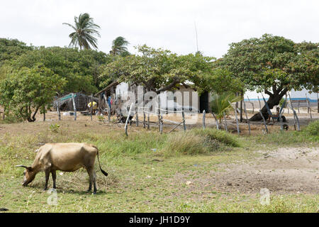 Animal, ox, cow, Atins, Maranhão, Brazil Stock Photo