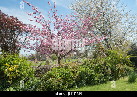 rural churchyard trees in colorful springtime blossom Stock Photo