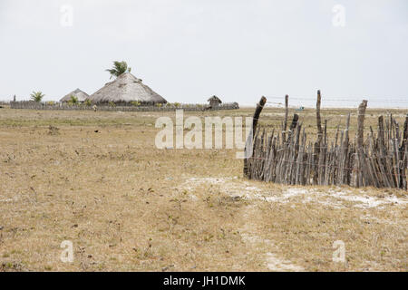 Animals, oxen, cows, plays, Lençois, Atins, Maranhão, Brazil Stock Photo