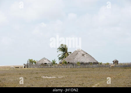 Animals, oxen, cows, plays, Lençois, Atins, Maranhão, Brazil Stock Photo