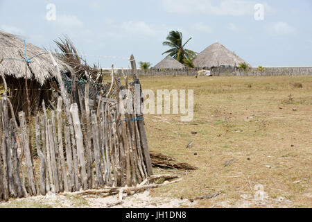 Animals, oxen, cows, plays, Lençois, Atins, Maranhão, Brazil Stock Photo