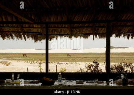 Animals, oxen, cows, horse, donkey, Lençois, Atins, Maranhão, Brazil Stock Photo