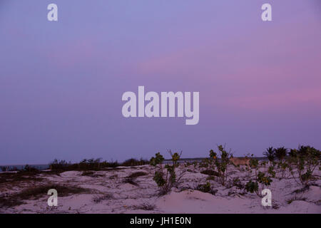 Animal, beach, Lençois, Atins, Maranhão, Brazil Stock Photo