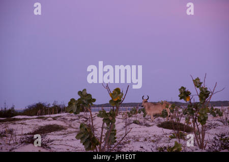 Animal, beach, Lençois, Atins, Maranhão, Brazil Stock Photo