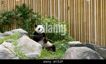 Panda at Toronto Zoo in Canada Stock Photo