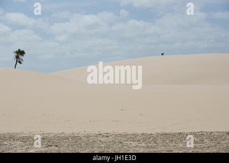 Animal, kid goat, Lençois, Atins, Maranhão, Brazil Stock Photo