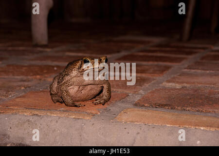 Puff Marinus, toad, Lençois, Atins, Maranhão, Brazil Stock Photo - Alamy