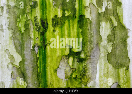 Backgrounds and textures: old concrete wall, covered with green mold Stock Photo