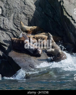 A pod of sea lion cows are catching a bit of sleep on a small rock ledge. Stock Photo