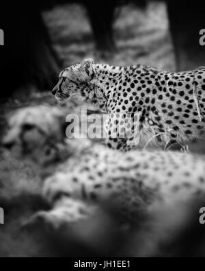 Two cheetah black white