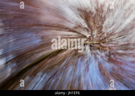 Abstract of a Spring Tree in Bloom.  In Camera Effect. Stock Photo