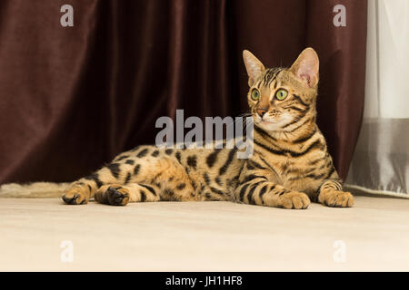 Bengal cat at the age of 5 months lays on the floor resting after playing Stock Photo