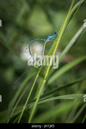 A macro of mating wheel of the azure damselfly - Coenagrion puella ...