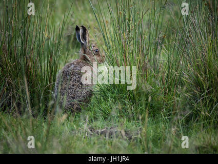 Brown hare hiding in long grass on high moorland in Northumberland, England Stock Photo