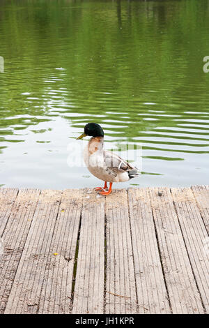 Two mallard ducks on old wooden pier. Mallard - a bird from the family of ducks detachment of waterfowl. The most famous and common wild duck. Birds i Stock Photo