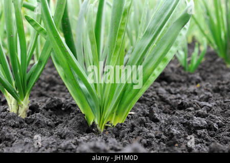 organically cultivated onion plantation in the vegetable garden Stock Photo