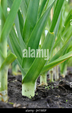 organically cultivated leek plantation in the vegetable garden , vertical composition Stock Photo