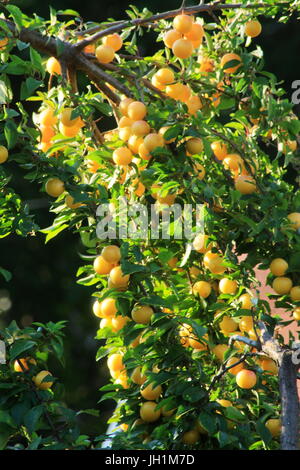 A bow of yellow cherry plums hanging in abundance as a background Stock Photo