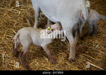 Newborn lambs with their mother. France. Stock Photo