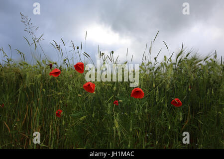 Poppies alongside a wheat field. France. Stock Photo