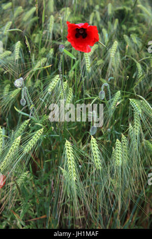 Poppy in a wheat field. France. Stock Photo