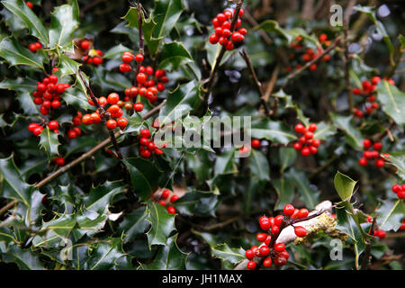 Holly bush. France. Stock Photo
